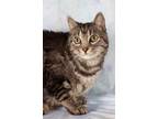 Adopt Kevin a Domestic Short Hair