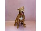 Adopt Pen 130 Titan a Pit Bull Terrier