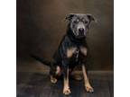 Adopt Pen 118 Tucker a Labrador Retriever, Rottweiler