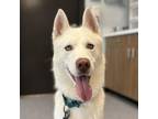 Adopt Pretzel a Siberian Husky