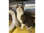 Adopt Mongoose a Domestic Short Hair