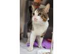 Adopt 44333 - Gouda a Domestic Short Hair