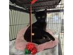 Adopt Midnight a Domestic Medium Hair