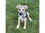 Adopt Zorro *Adoption Pending* a Mixed Breed