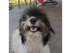 Adopt Rowlf a Poodle