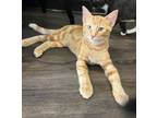 Adopt Comet a Domestic Short Hair