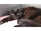 Adopt Dorian Gray a Domestic Medium Hair, Domestic Short Hair