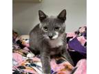 Adopt Shiitake a Domestic Short Hair