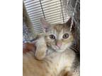 Adopt Carter a Domestic Short Hair