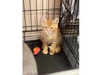 Adopt Colton a Domestic Short Hair