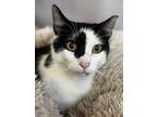 Adopt PHANTOM a Domestic Short Hair