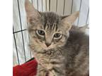 Adopt Tigger a Domestic Short Hair