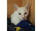 Adopt Ghost a Domestic Short Hair