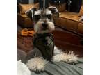 Adopt Bentley a Schnauzer