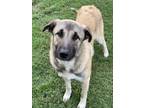 Adopt Rio a Anatolian Shepherd, Mixed Breed