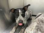 Adopt 56514395 a Cattle Dog, Mixed Breed