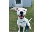 Adopt Brando a Pit Bull Terrier, Mixed Breed