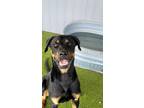 Adopt Dominick a Hound, Mixed Breed