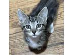 Adopt Cracker a Domestic Short Hair