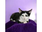 Adopt Huckleberry a Domestic Short Hair