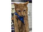 Adopt Doc Holliday* a Domestic Short Hair