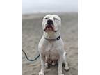 Adopt Petey a Pit Bull Terrier