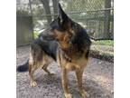 Adopt Jafar a German Shepherd Dog