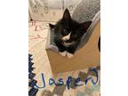 Jasper Jay, Domestic Shorthair For Adoption In Dallas, Texas