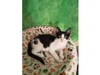 Snookums, Domestic Shorthair For Adoption In Goodyear, Arizona