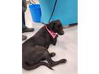 Evie, Labrador Retriever For Adoption In Appleton, Wisconsin