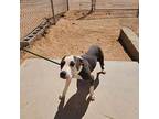 Leilani, American Pit Bull Terrier For Adoption In California City, California