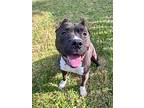 Rhea, American Pit Bull Terrier For Adoption In Germantown, Ohio