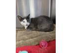 Adopt Kelly a Domestic Short Hair