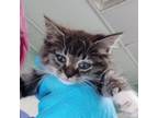 Adopt Rave a Domestic Medium Hair