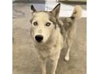 Adopt Ripley a Husky