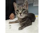 Adopt Bijoux a Domestic Short Hair