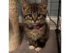 Adopt Puddle a Domestic Short Hair