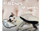 Adopt Patches a Domestic Short Hair