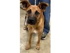 Adopt Nadia a Shepherd