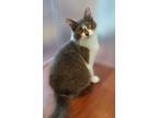 Adopt Aquamarine a Domestic Medium Hair