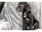 Great Dane Puppy for sale in Fort Worth, TX, USA