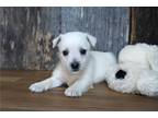 West Highland White Terrier Puppy for sale in Springfield, MO, USA