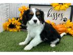 Cavalier King Charles Spaniel Puppy for sale in South Bend, IN, USA