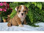 Bulldog Puppy for sale in Canton, OH, USA