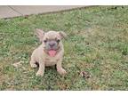 French Bulldog Puppy for sale in Canton, OH, USA