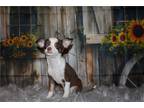 Chihuahua Puppy for sale in Springfield, MO, USA