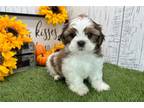 Shih Tzu Puppy for sale in South Bend, IN, USA