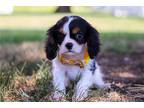 Cavalier King Charles Spaniel Puppy for sale in Canton, OH, USA