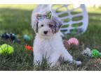 Mutt Puppy for sale in Canton, OH, USA