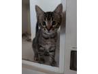 Adopt Starlight a Domestic Short Hair